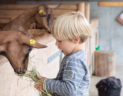 Kind füttert Ziege im Schaubauernhof der Erlebnissennerei © Erlebnissennerei Zillertal