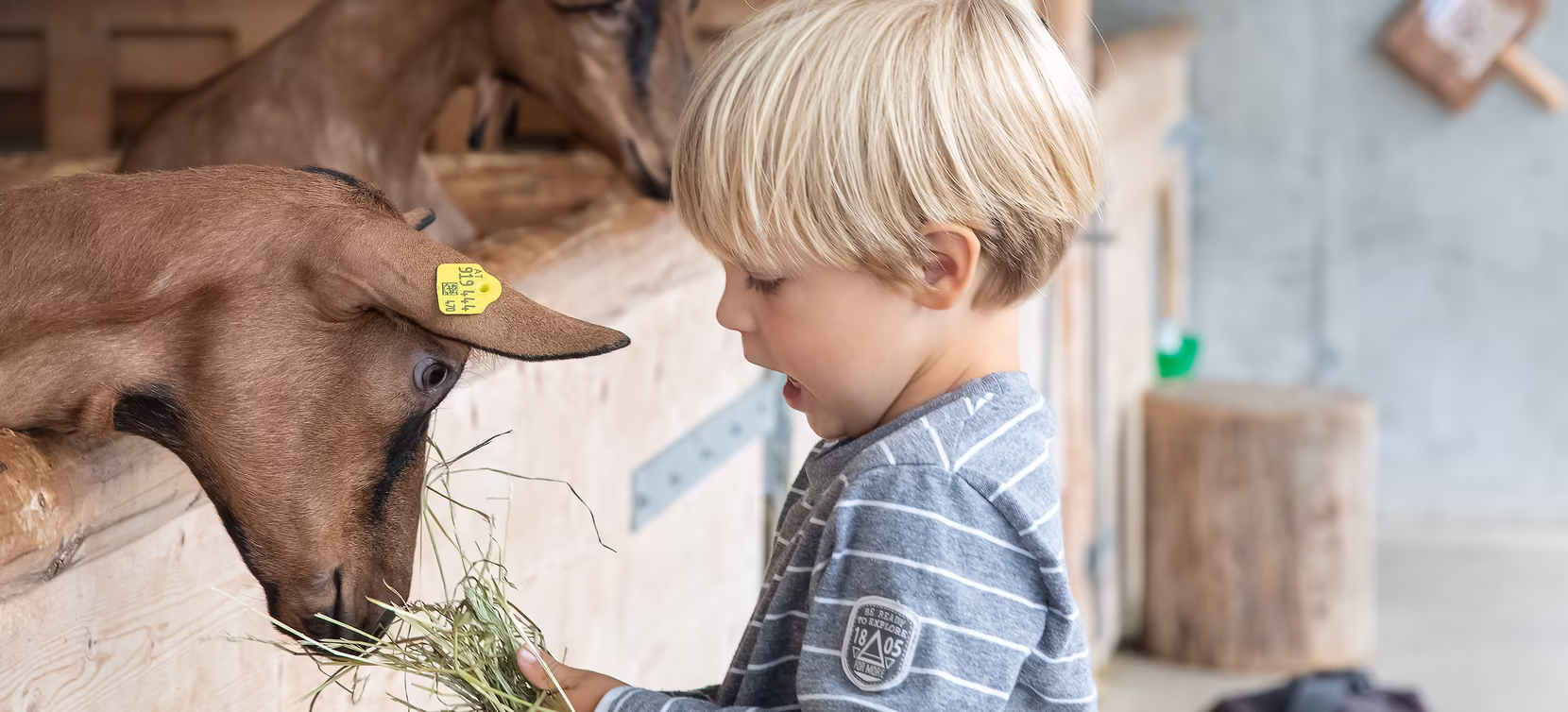 Kind füttert Ziege im Schaubauernhof der Erlebnissennerei © Erlebnissennerei Zillertal